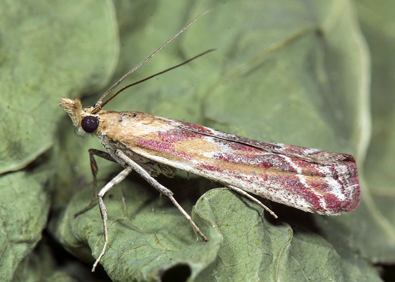 Ancylosis cinnamomella, Pyralidae